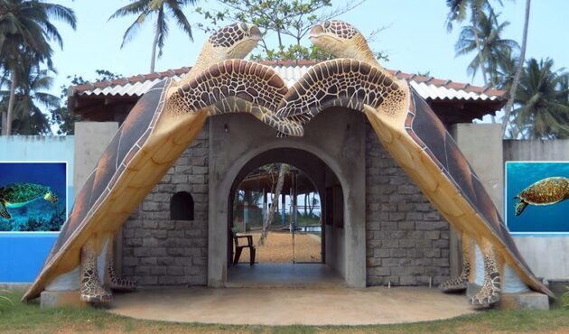 Kosgoda Turtle Hatchery